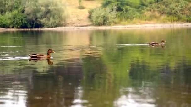 Enten Schwimmen Flussaufwärts Auf Dem Rogue River Grants Pass Oregon — Stockvideo