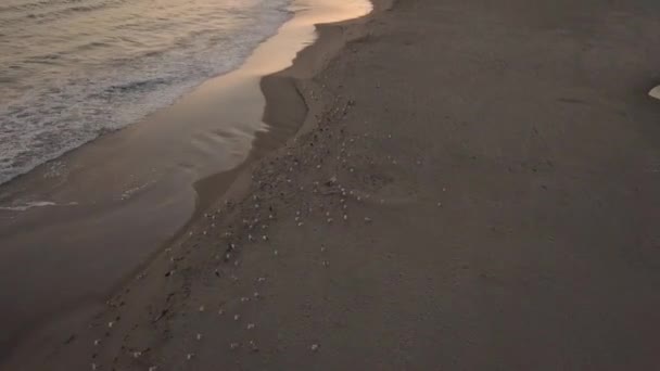 Playa Puesta Sol Con Gaviotas Volando Aire Rodeadas Por Océano — Vídeos de Stock