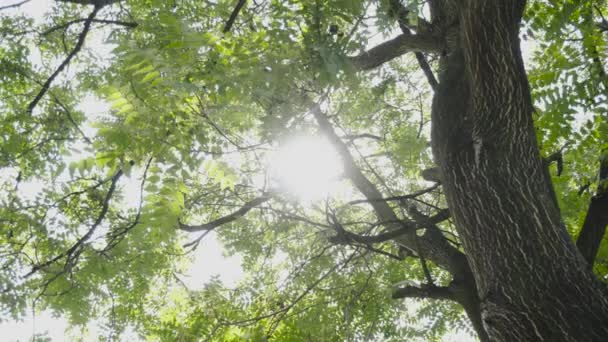 Luz Solar Directa Través Del Árbol — Vídeos de Stock