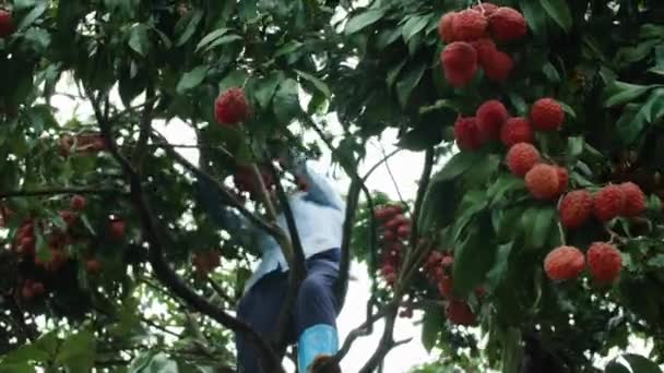 Zwei Bauern Sammeln Einem Bewölkten Tag Litschi Früchte Aus Der — Stockvideo