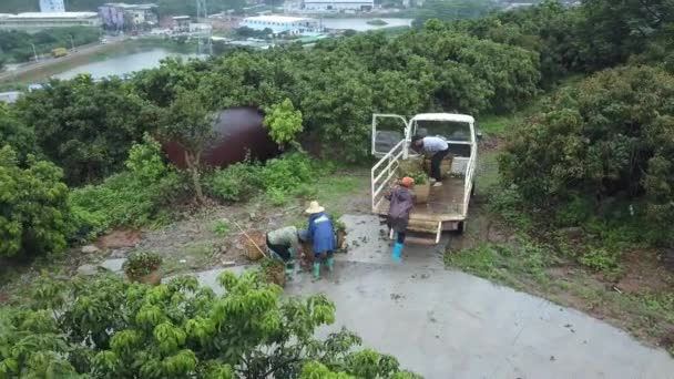 Aziatische Boeren Laden Een Vrachtwagen Met Manden Van Litchi Onder — Stockvideo