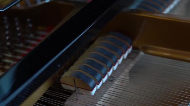 Meccanica Interna Pianoforte Coda Nero Pearl River Con Tutte Corde — Video Stock