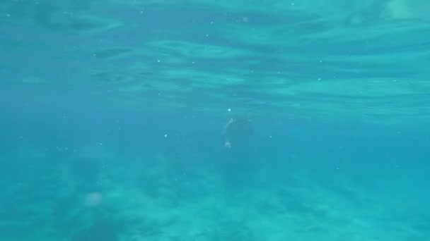 Tauchen Unter Wasser Antalya — Stockvideo