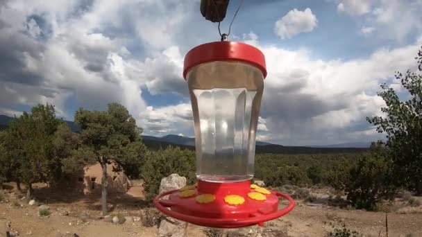 Kolibri Futterstelle Taos New Mexico — Stockvideo