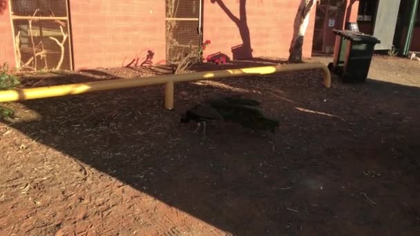 Pavo Real Caminando Por Tierra Pilbara Australia Occidental — Vídeos de Stock