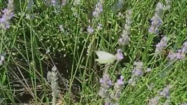 Wysoki Kąt Biały Motyl Latający Żywiący Się Purpurowymi Kwiatami Bolonia — Wideo stockowe