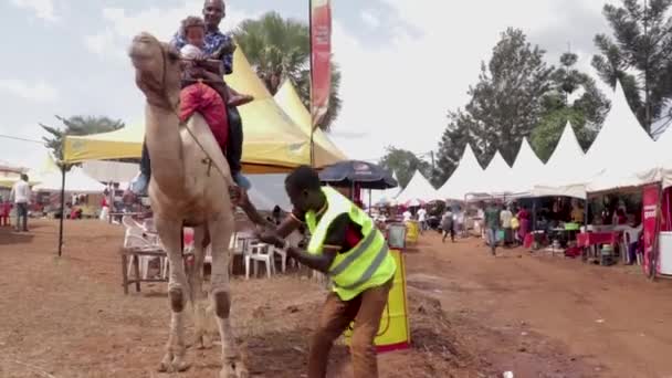 Man Young Boy Sitting Camel Being Coaxed Sit Agricultural Show — Stock Video