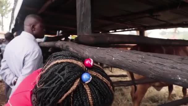 African Lady Looking Cattle Make Shift Stables Agricultural Show East — Stock Video