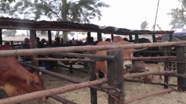 Exotic Cattle Breeds Makeshift Stables Agricultural Show East Africa — Stock Video