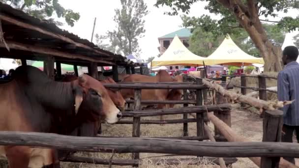 Homme Africain Regarde Les Races Bovines Exotiques Lors Salon Agricole — Video