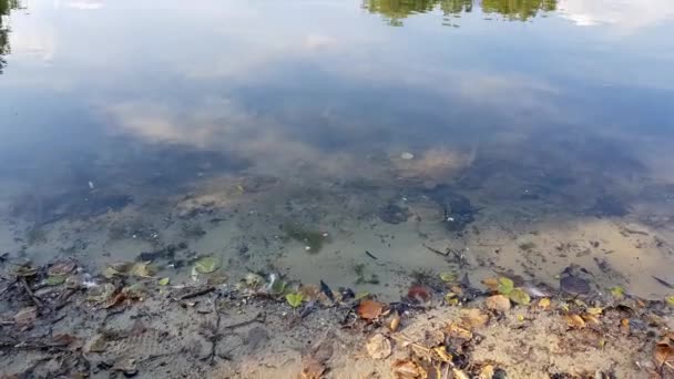 Lago Florestal Bakel Países Baixos Reveal Shot — Vídeo de Stock