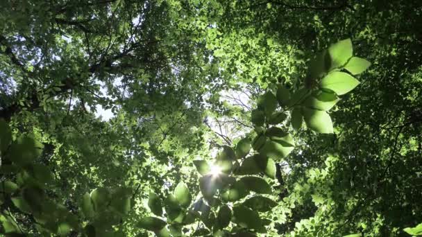 Витікає Сонце Через Листя Лісі Повільному Русі — стокове відео