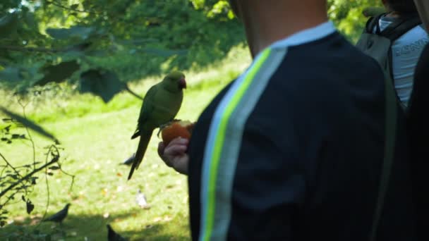 Människor Som Ger Frukt Till Papegojor Hyde Park London Storbritannien — Stockvideo