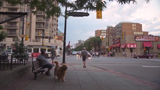 Die Kreuzung Von Lakeshore Und Brant Street Burlington Wenn Menschen — Stockvideo