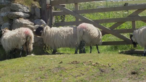 Schafe Reiben Trockenmauer Neben Holztor Mit Anderen Schafen Neben Tor — Stockvideo