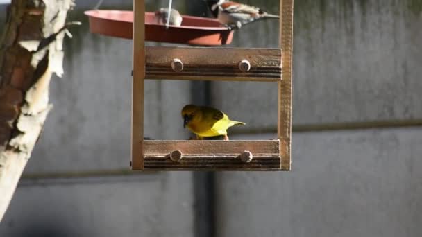 Beautifl Κίτρινο Cape Weaver Πουλί Σίτιση Από Έναν Τροφοδότη Πουλιών — Αρχείο Βίντεο