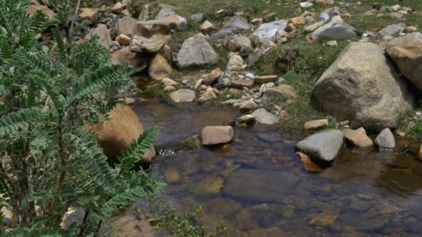 植物与平静的河流流动 — 图库视频影像