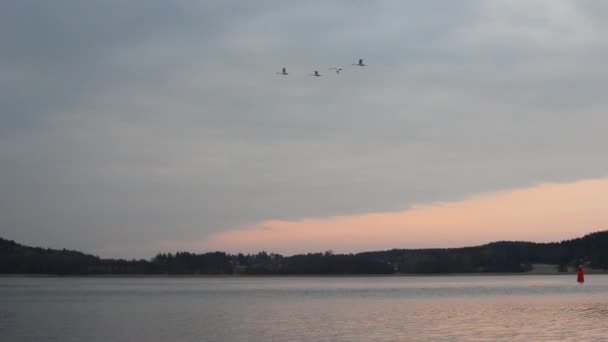 Schwäne Fliegen Über Einen Schwan Auf Dem See — Stockvideo