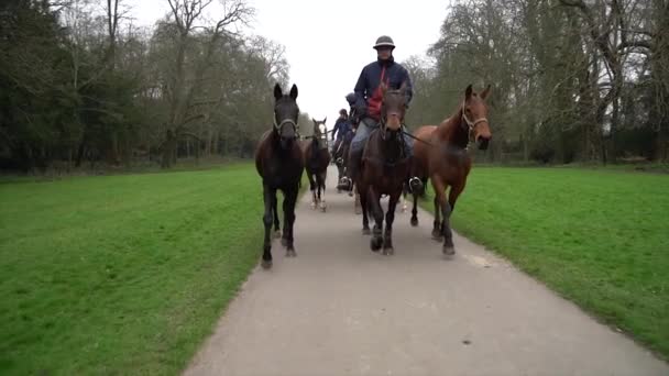 Trotting Horses Slow Motion Bakgrunden — Stockvideo