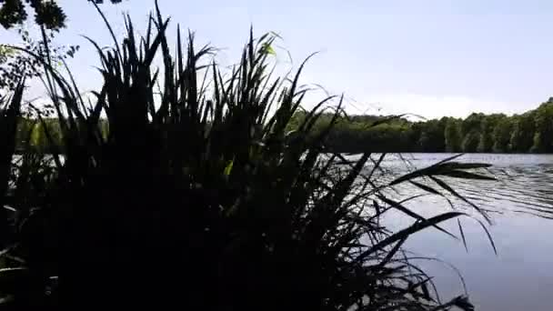 Colpo Pannellatura Lago Dietro Canne — Video Stock