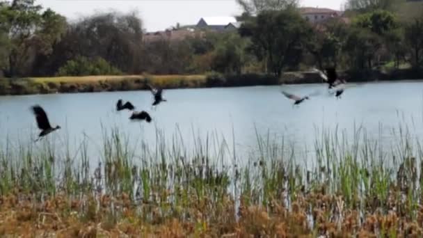 Aves Volando Lago — Vídeo de stock