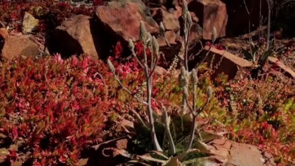 Árvores Aloés Florescem Lindamente Inverno — Vídeo de Stock