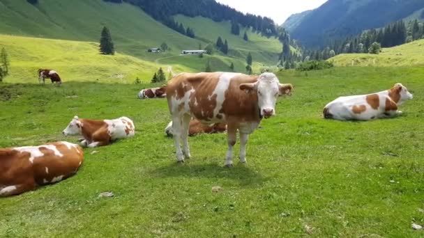 Néhány tehén áll a mezőn a hegyekben.