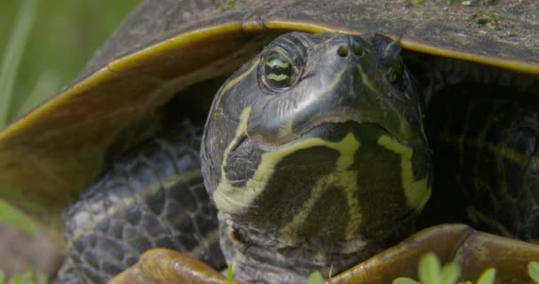 Tiro Apretado Una Tortuga Carolina Del Norte — Vídeos de Stock