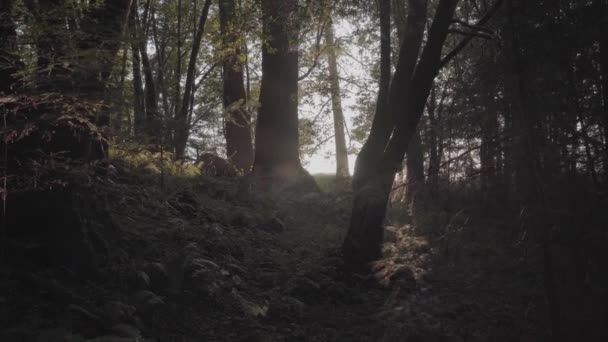 Bewegende Aufnahme Einer Heiteren Waldszene Mit Sonne Die Durch Bäume — Stockvideo