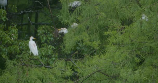 Деревянные Аисты Деревьях Восточной Части Северной Каролины — стоковое видео