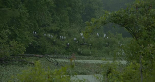 Cigüeñas Madera Árboles Este Carolina Del Norte — Vídeo de stock