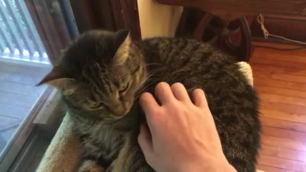 Kat Slapend Een Kattenmand Door Een Raam — Stockvideo