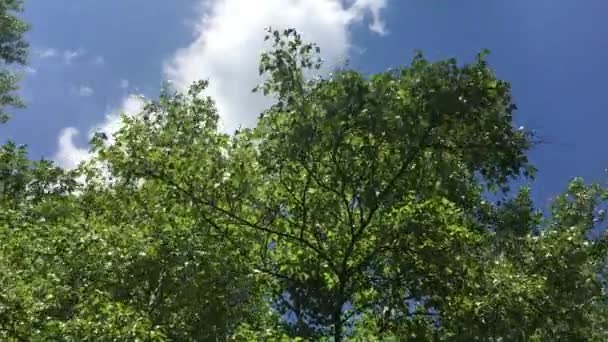 Δέντρα Αιολική Ακατέργαστη Βλάστηση — Αρχείο Βίντεο