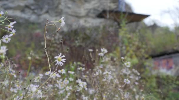 Kis Fehér Virág Közelkép Egy Lefejezett Medence Háttérben — Stock videók