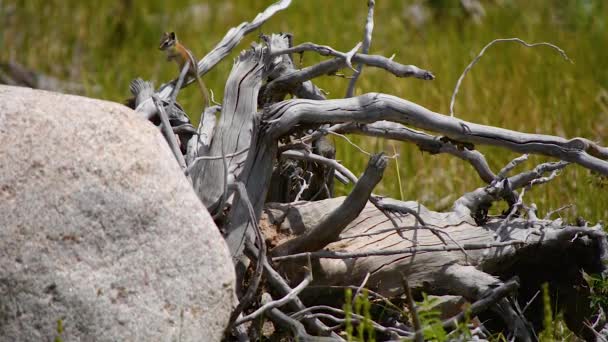 Chipmunks Scampering Död Stubbe Sommar — Stockvideo