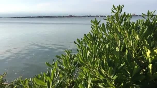 Växter Med Utsikt Över Venedig Italien — Stockvideo
