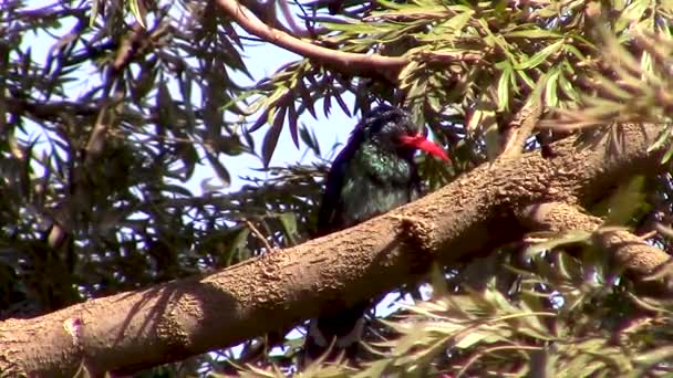 Kırmızı Gagalı Hupoe Ağaç Dalında Kestiriyor — Stok video