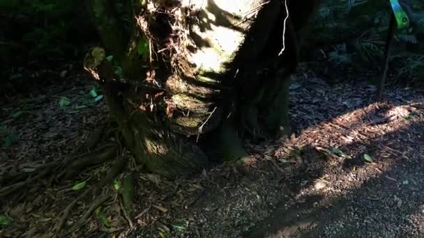 Närbild Vackra Träd Stam — Stockvideo