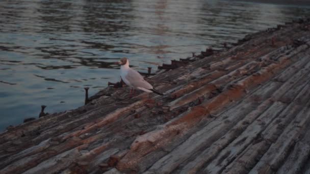 Gaviota Cabeza Negra Volando Desde Cubierta Madera Vieja Medio Hundido — Vídeo de stock