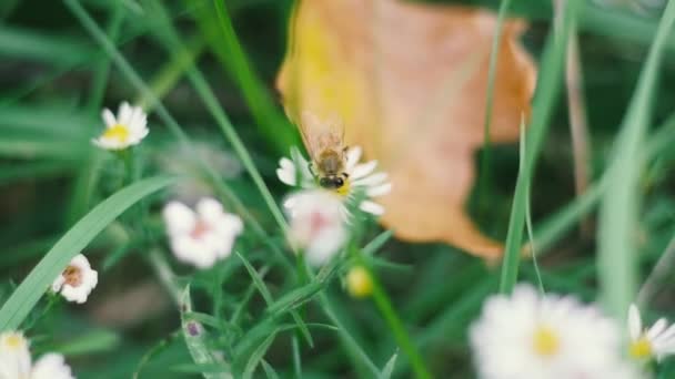 Bijen Bloemen Natuur Achtergrond — Stockvideo