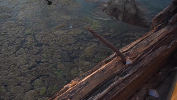 Tengeri Moszat Lebeg Régi Fából Készült Hajóroncsban Lassított Felvétel — Stock videók
