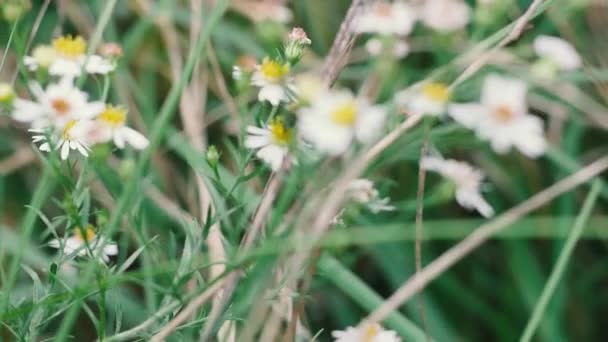 Een Bij Een Bloem Waar Hij Van Houdt — Stockvideo