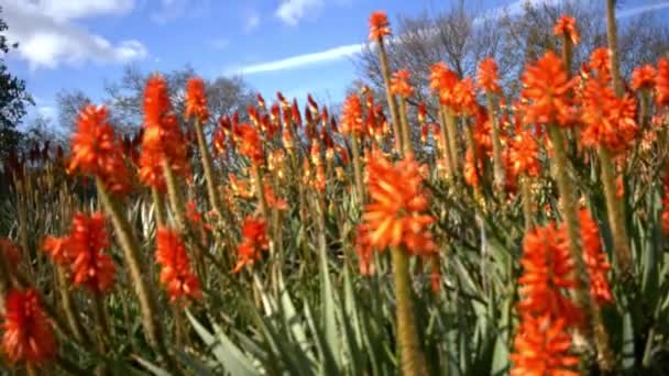 Einige Schöne Bunte Blumen Auf Naturhintergrund — Stockvideo