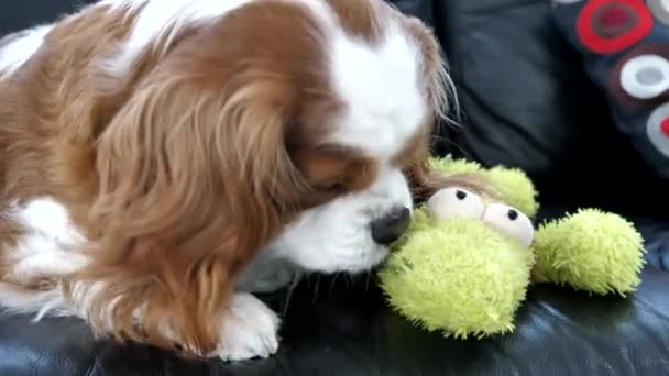 查尔斯卡瓦利耶国王西班牙狗在沙发上舔绿色鳄鱼玩具 — 图库视频影像