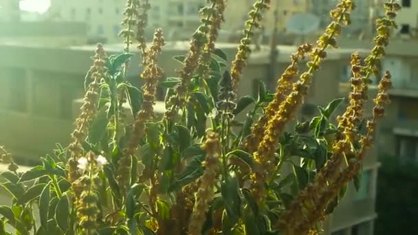 Βασιλικό Φυτό Ανακίνηση Στον Αέρα Της Πόλης — Αρχείο Βίντεο