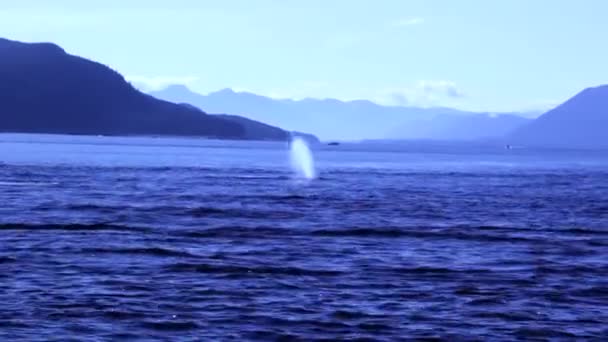 Saf Doğal Alaska Kambur Balinaları Yarılıyor — Stok video