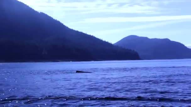 Saf Doğal Alaska Kambur Balinaları Yarılıyor — Stok video