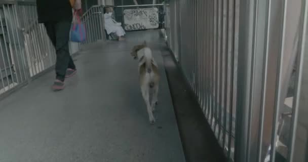 Cão Olhando Sobre Ponte Seguida Caminhando Tailândia — Vídeo de Stock