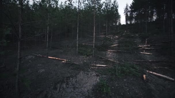 これは伐採された森のショットです これは森を生き生きと保つための唯一の方法です — ストック動画