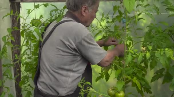 Stařec Pracuje Rajčatech Skleníku Malým Nožem — Stock video